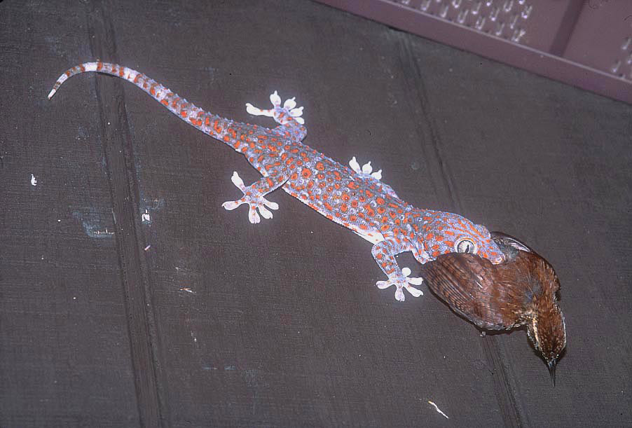 Gekko gecko eating bird