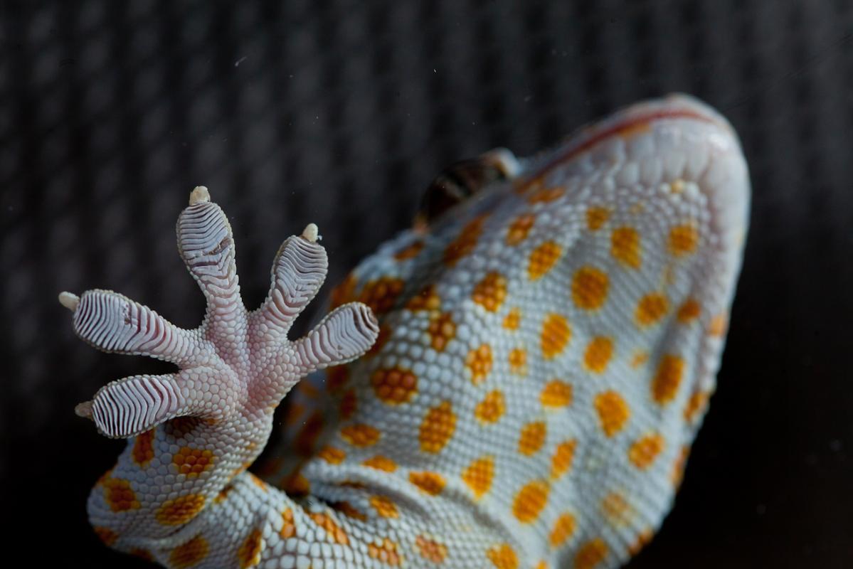 Foot of tokay gecko gekko gecko