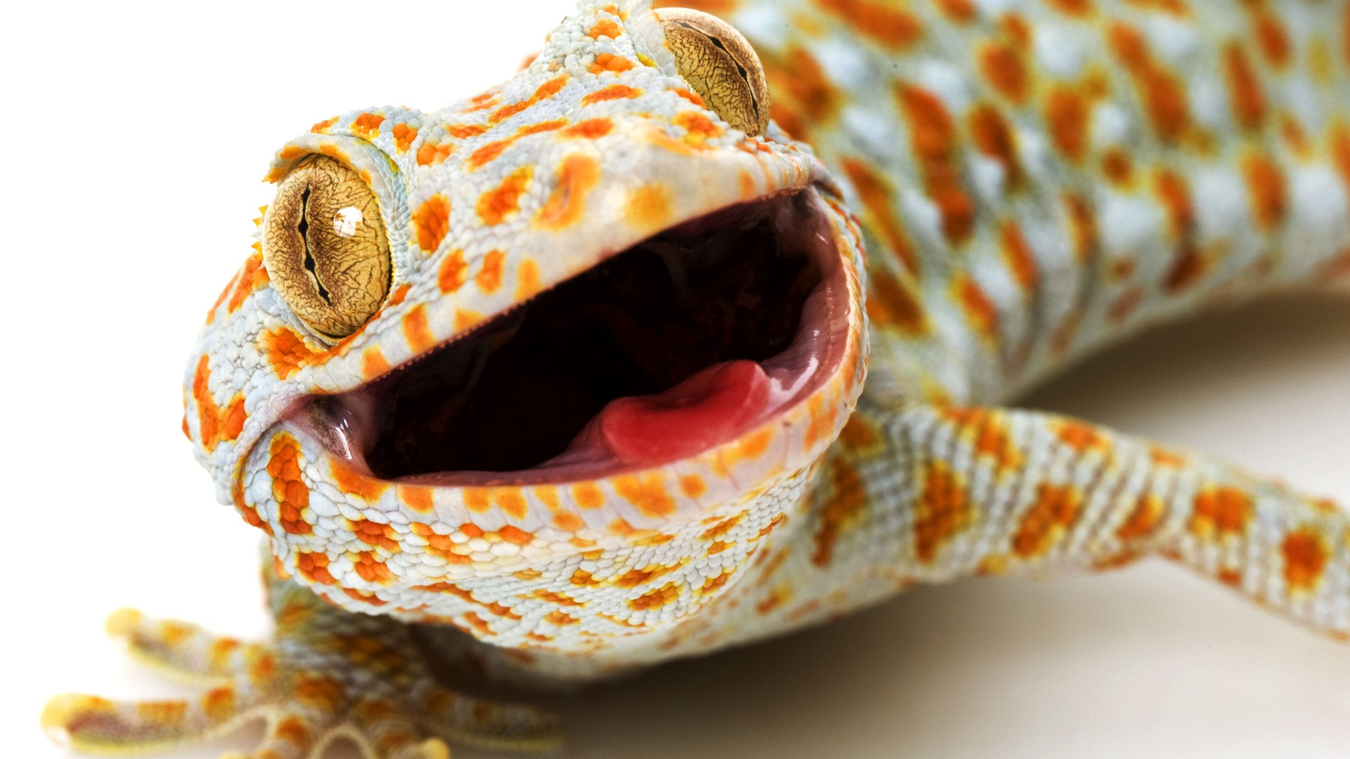 Tokay gecko gecko gekko 1080x1920